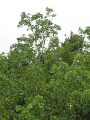 l0050.JPG