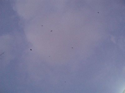 t0061.JPG