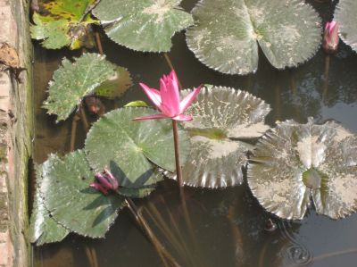 Picture_295.jpg