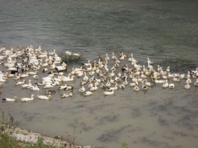 Picture_530.jpg